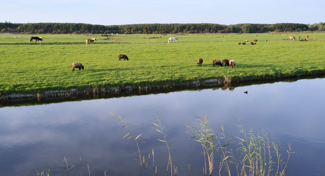 Kardinge weide
