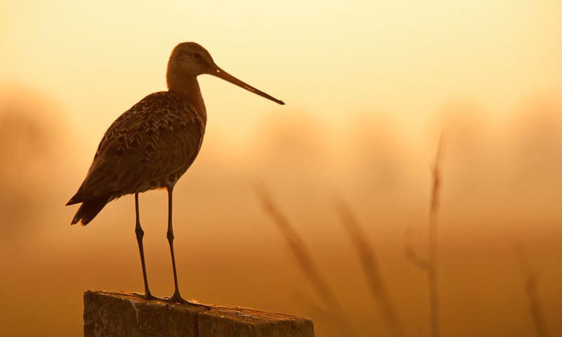 Kardinge weidevogel