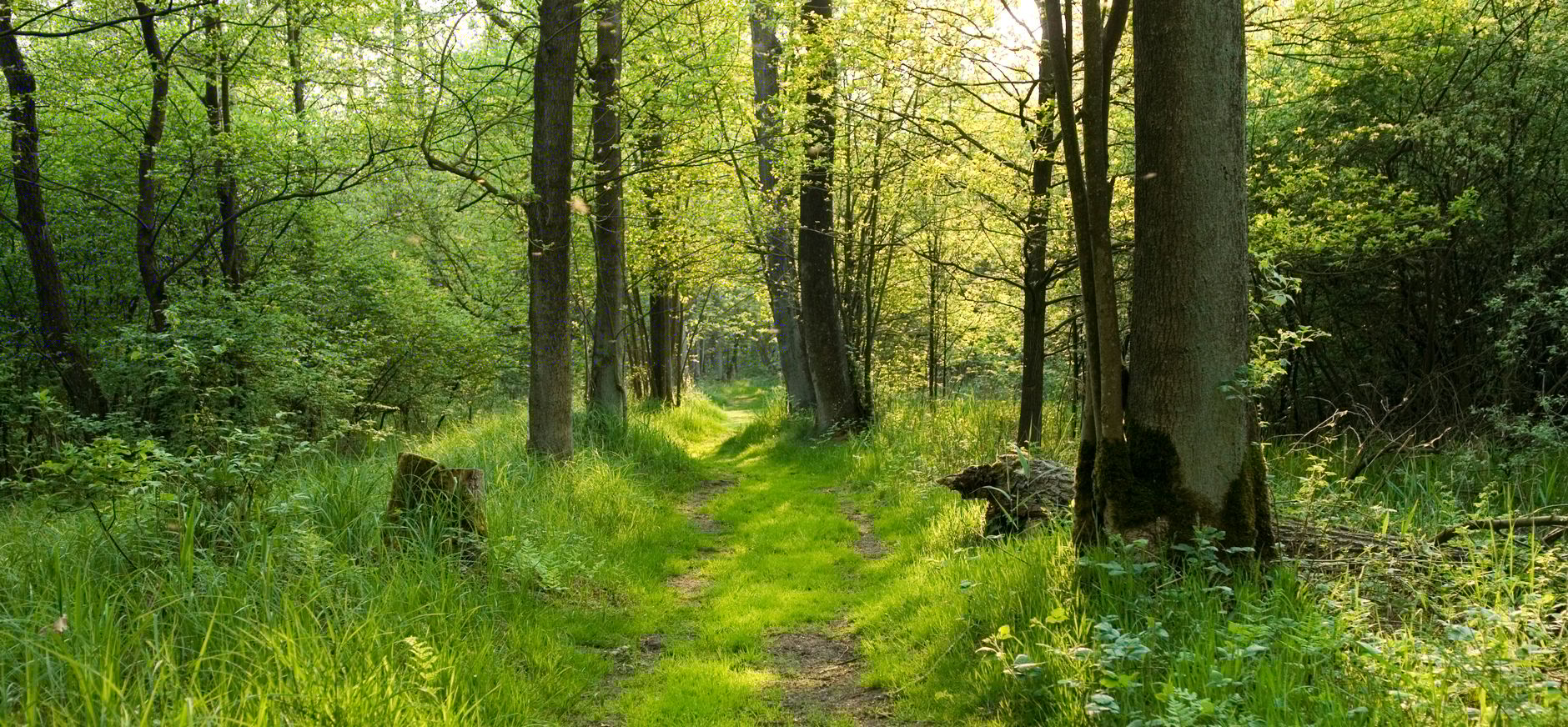 Kempen-Broek bos