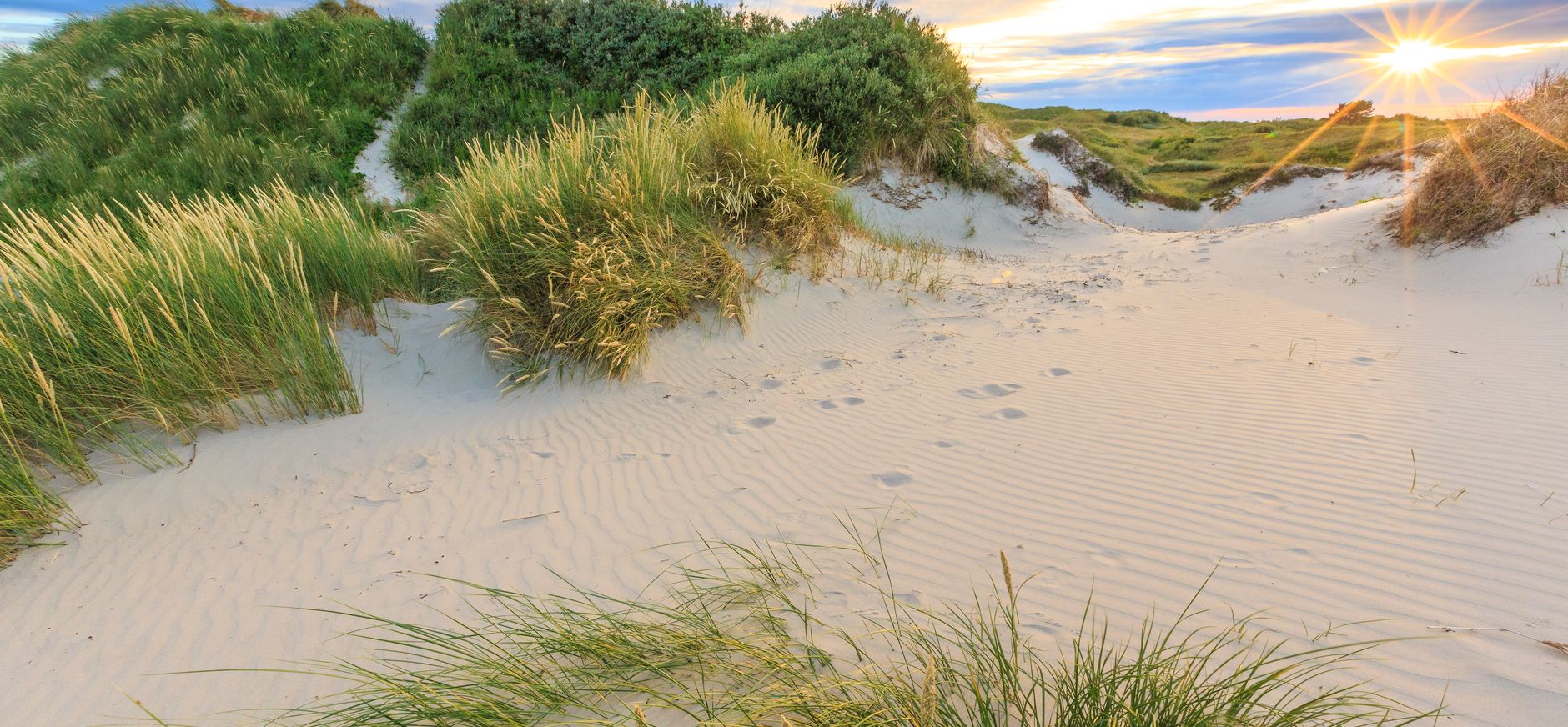 Kust Duinen