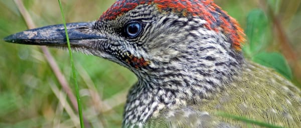 Landgoederen Paterswolde Groene Specht