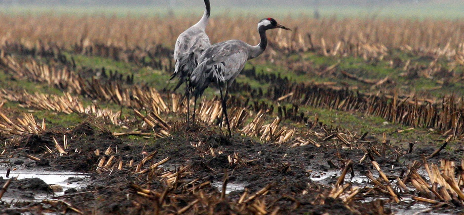 Kraanvogel fochteloerveen