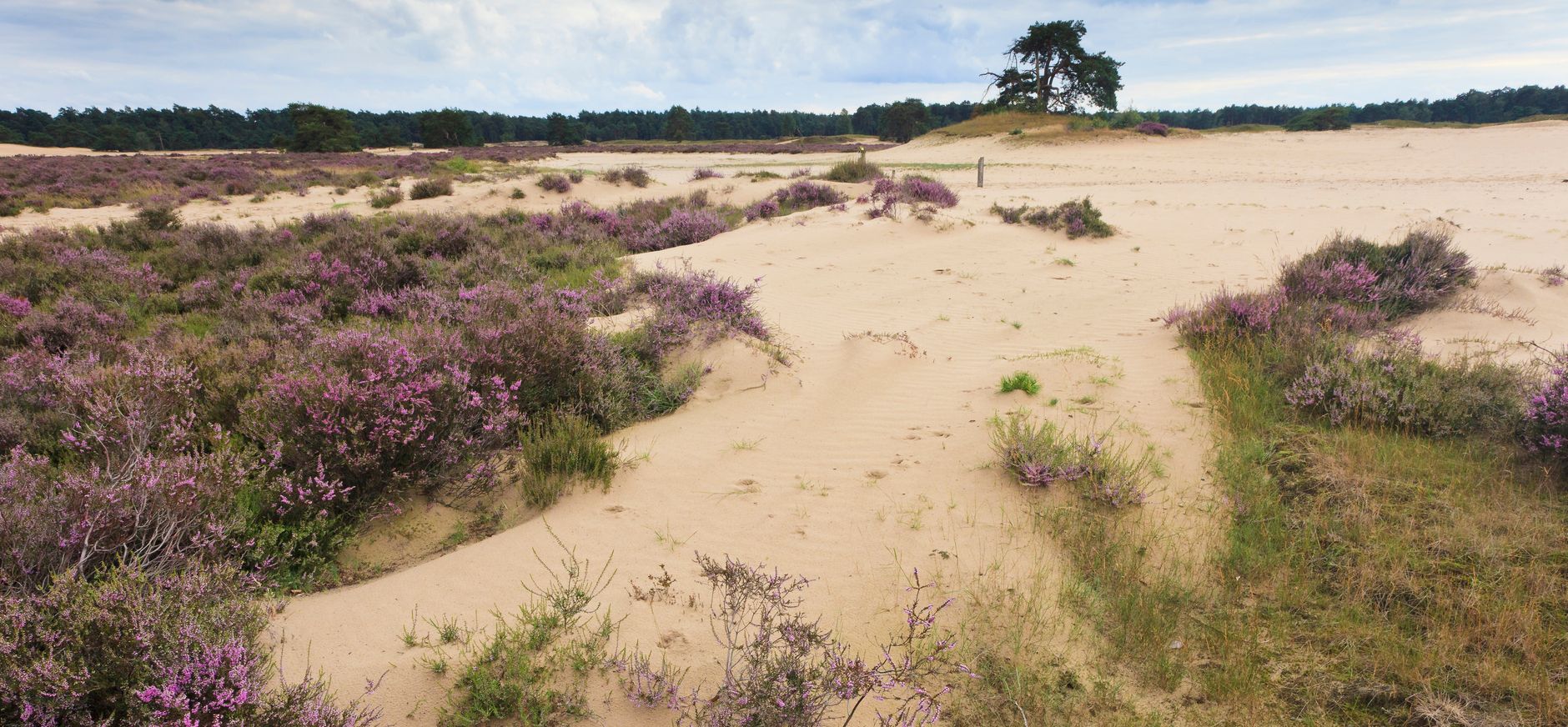 Hulshorsterzand