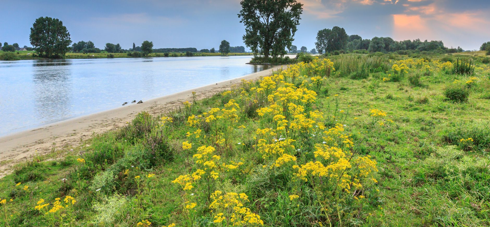 Maasuiterwaarden, riviernatuur verspreid over 70 km langs de Maas.