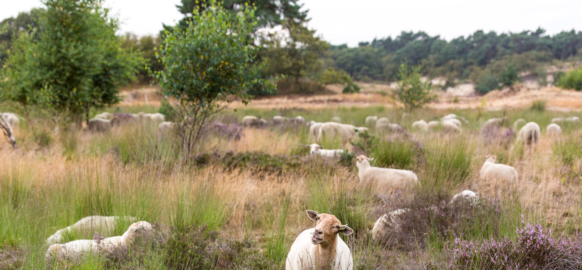 Loonse Drunense Duinen