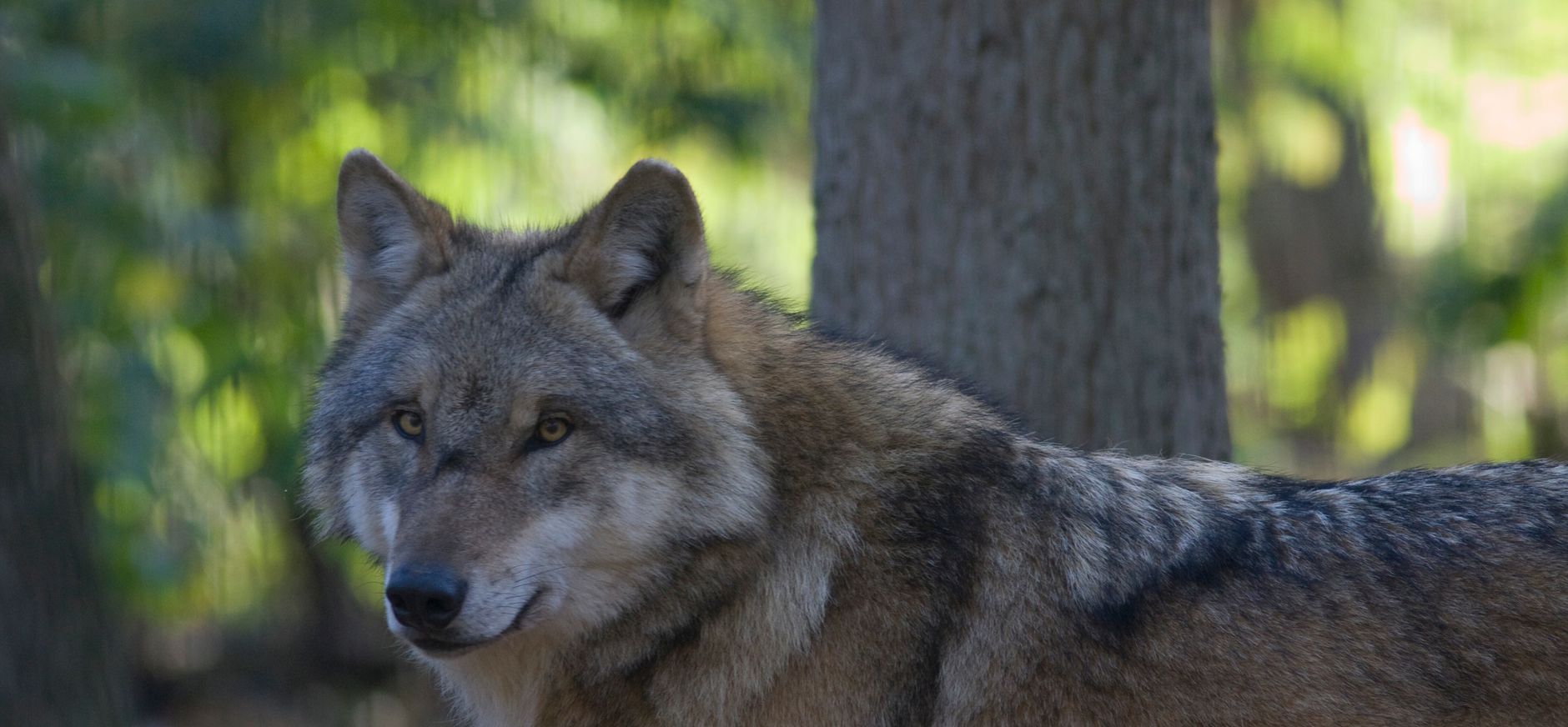 De Wolf