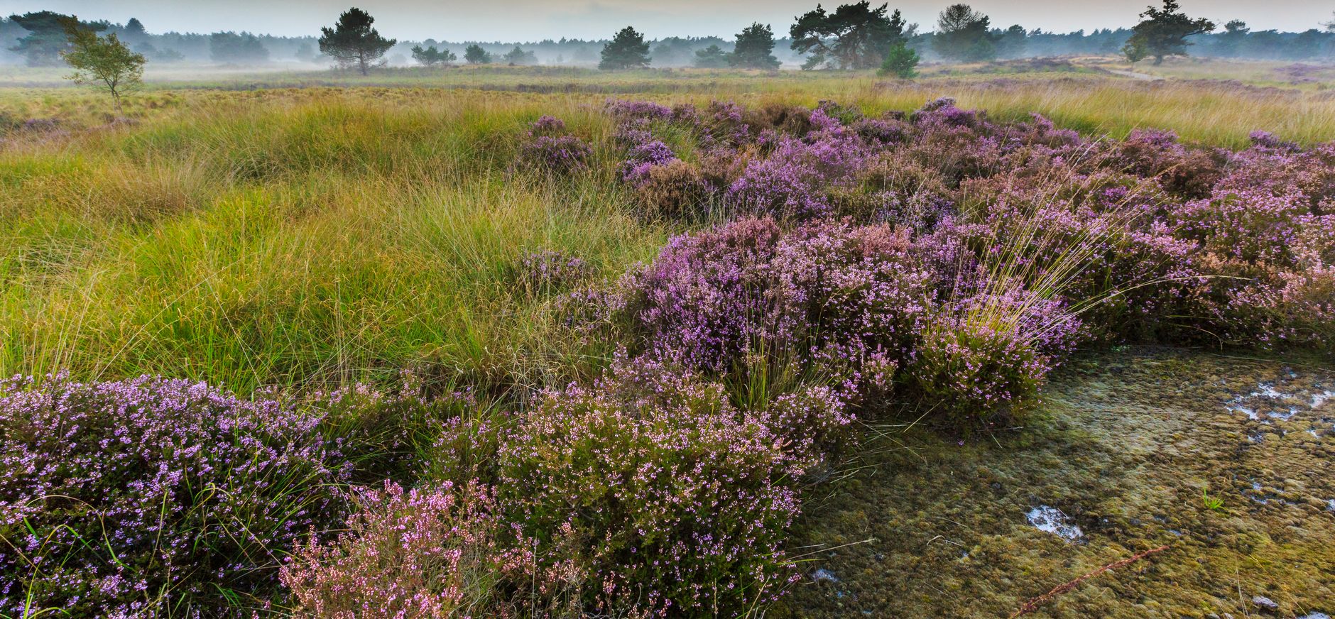 Struikheide Ossendrecht