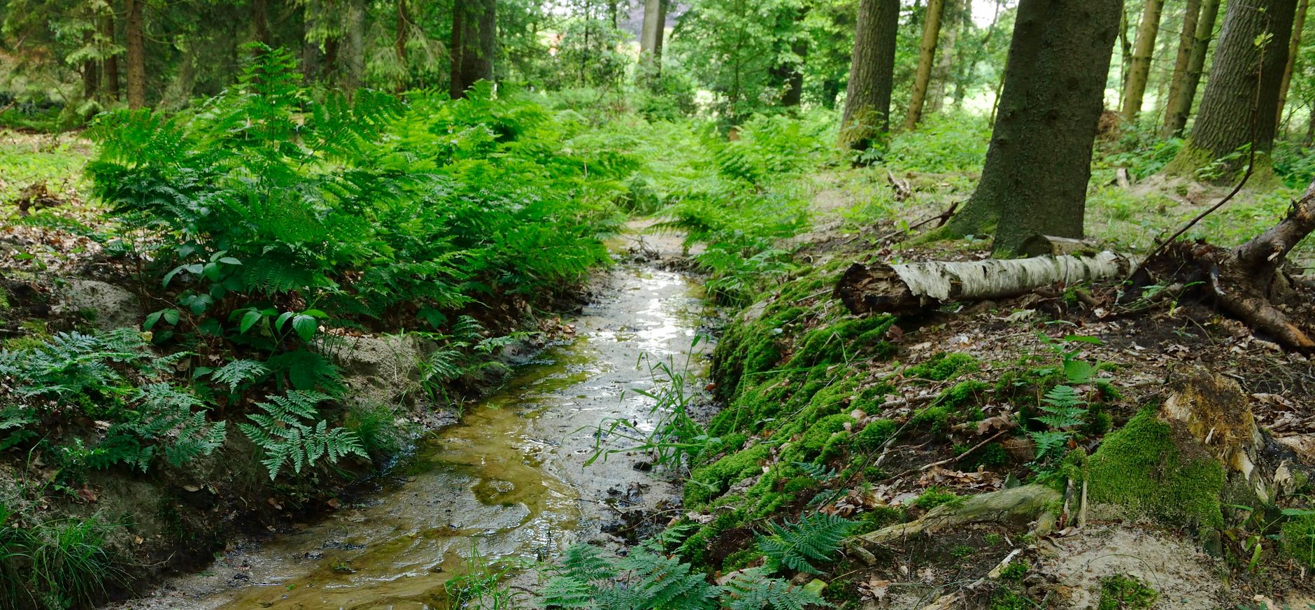 Landgoed Egheria Bos
