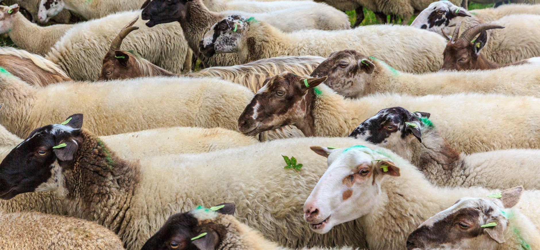 Schapen standpunten