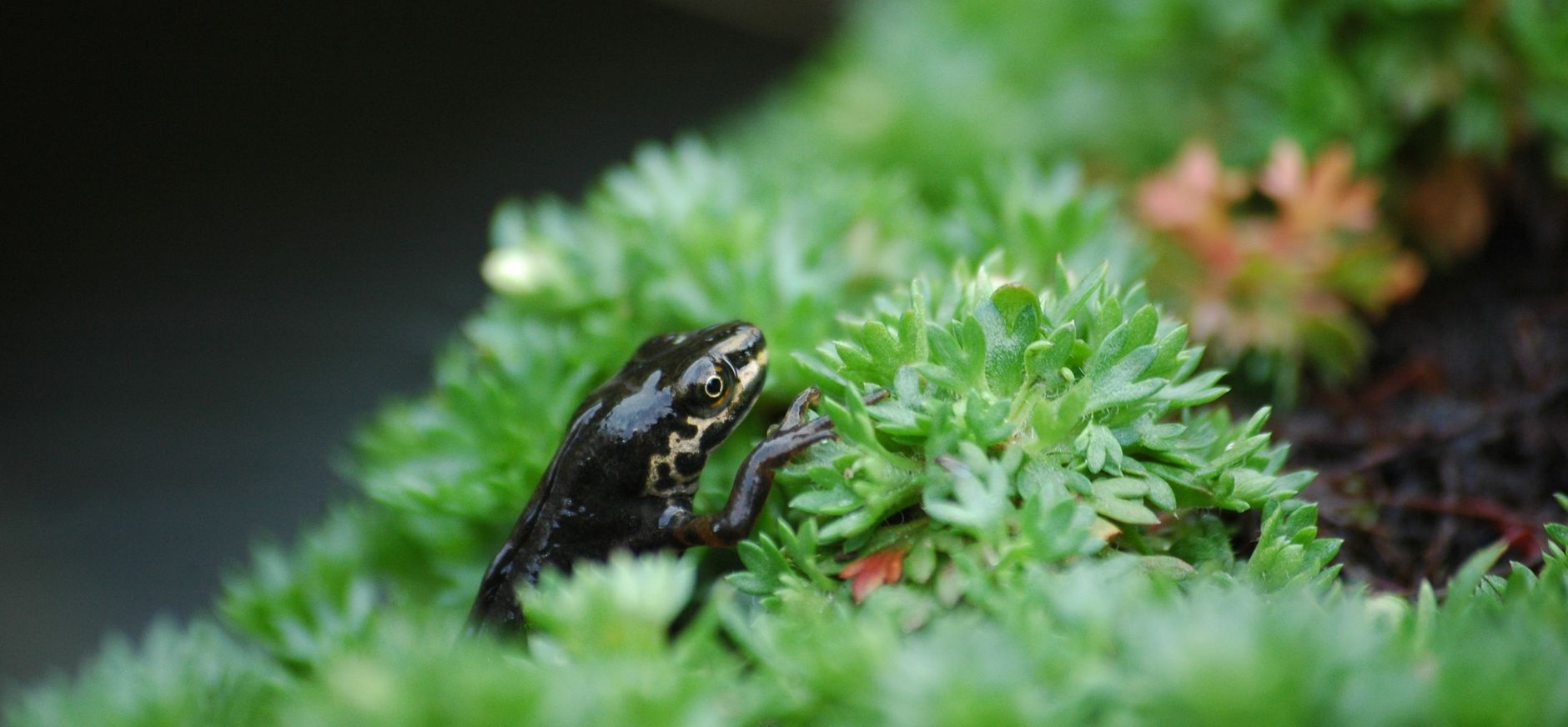 Kamsalamander