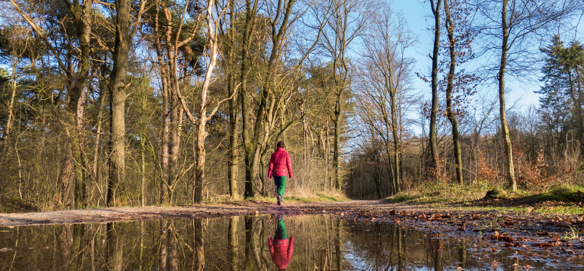 Drents-Friese wold