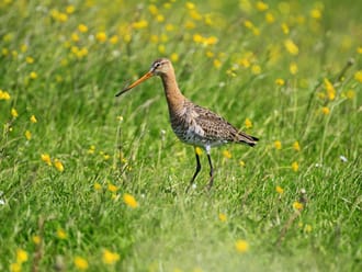Grutto Natuurherstel Schieveen