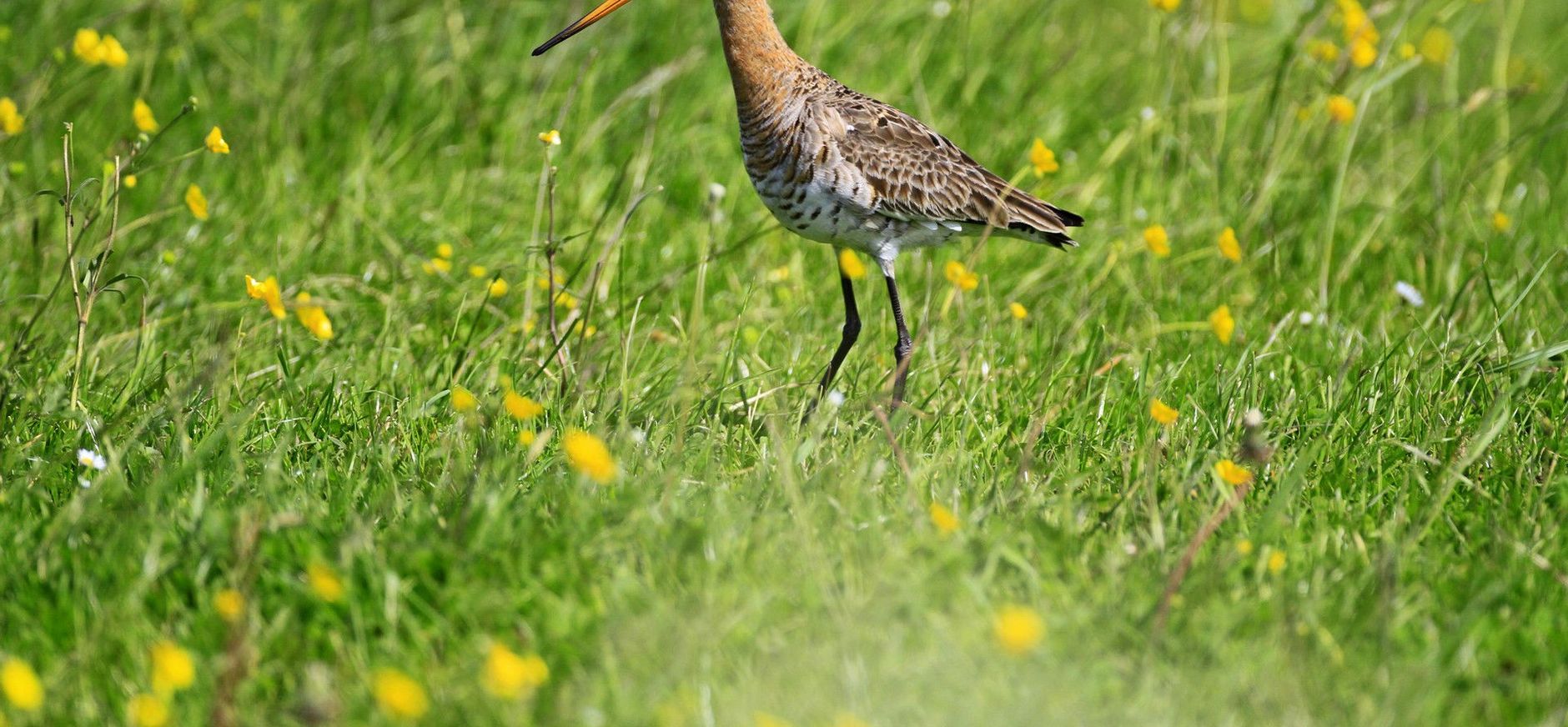 Grutto Natuurherstel Schieveen
