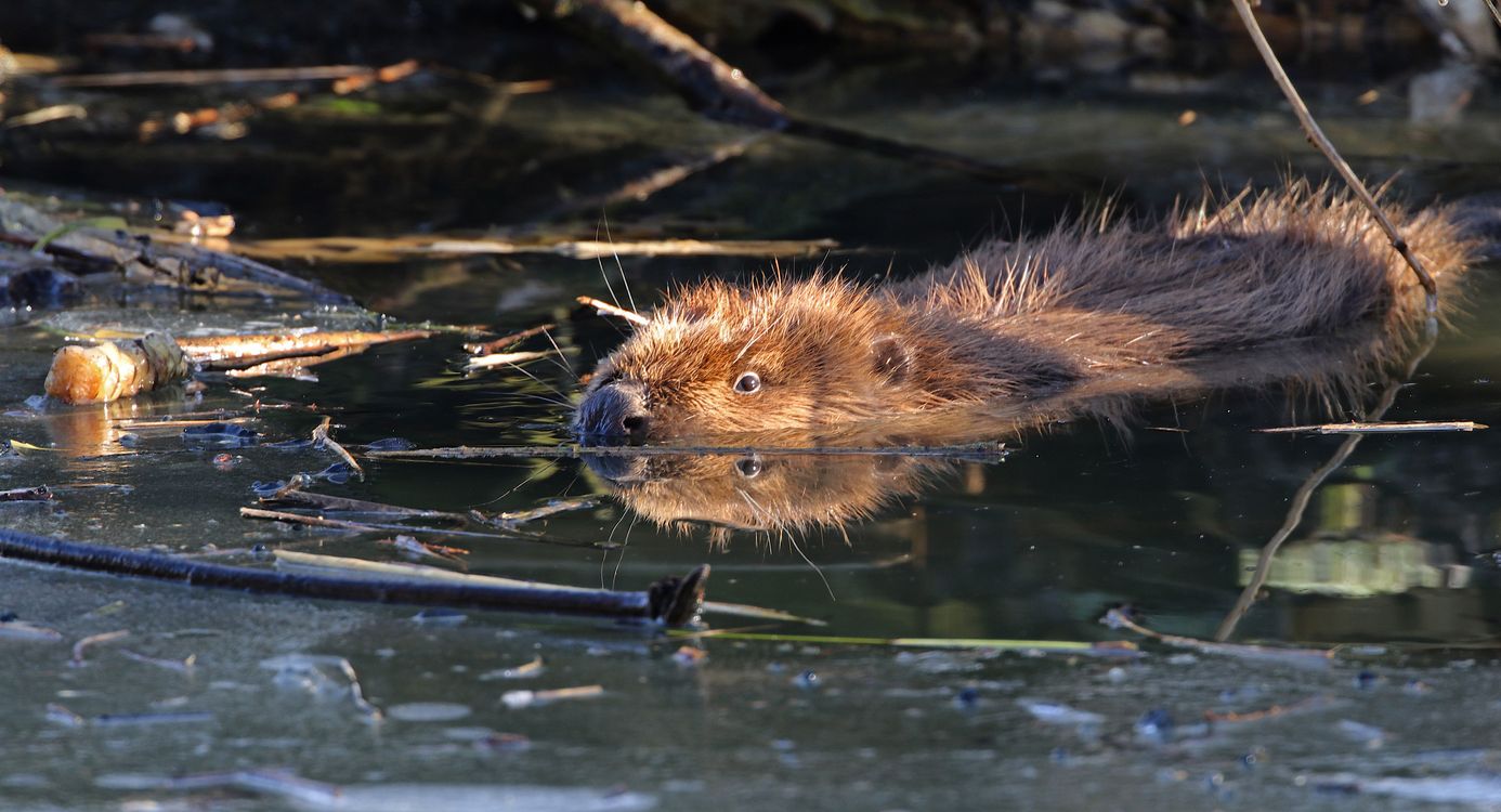Bever