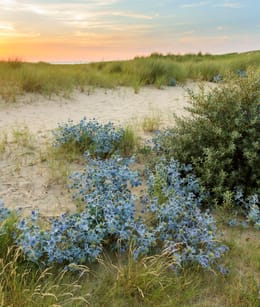 Blauwe zeedistel Natuurmonumenten
