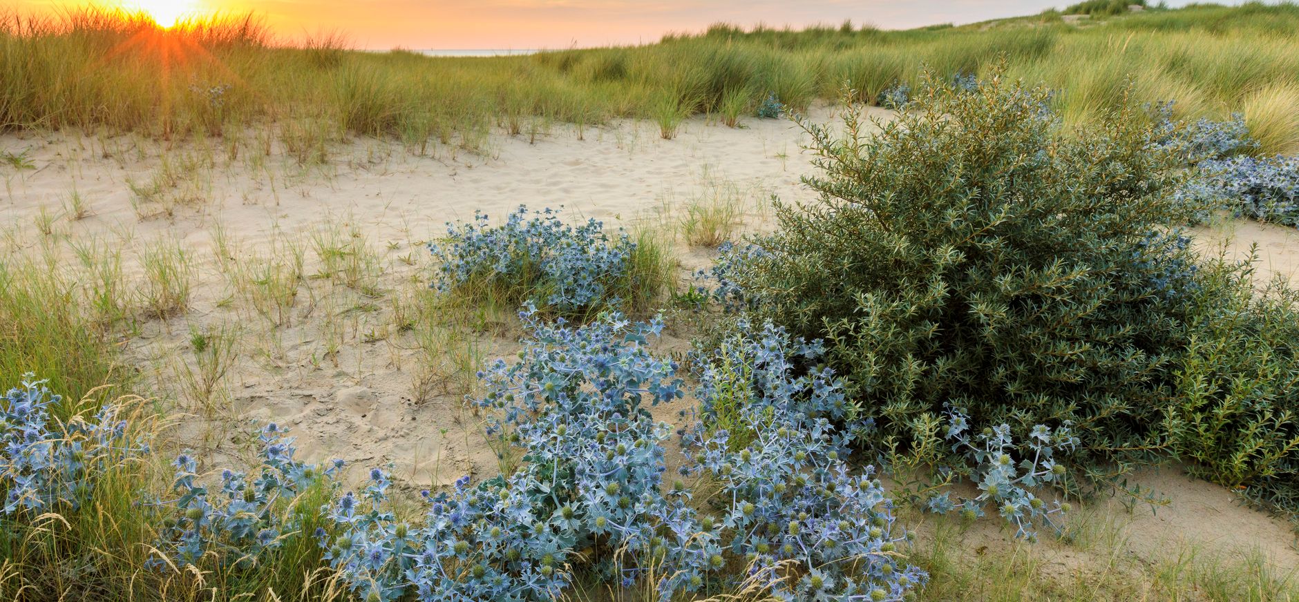 Blauwe zeedistel Natuurmonumenten