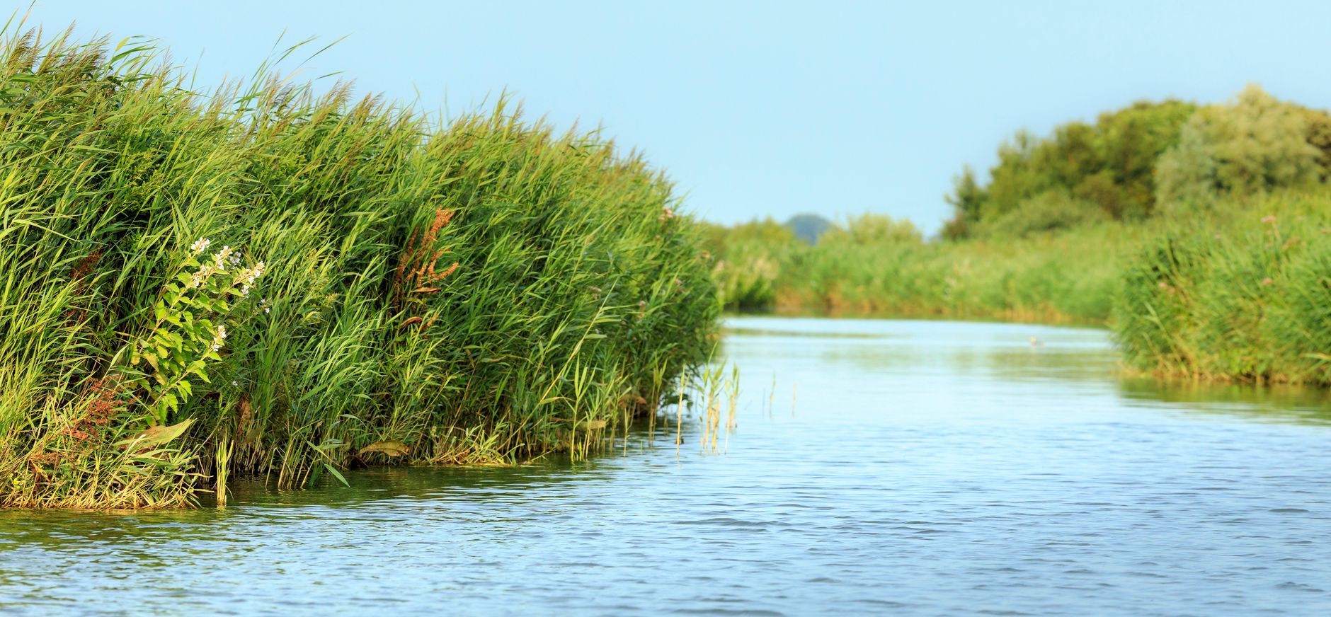 laagveen