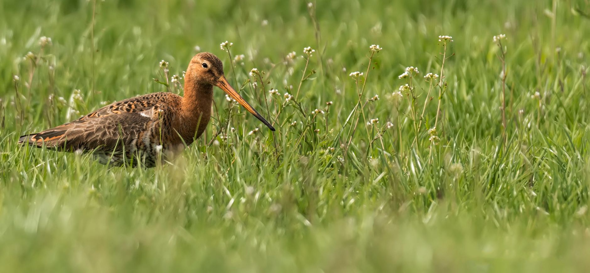Grutto (Limosa limosa)