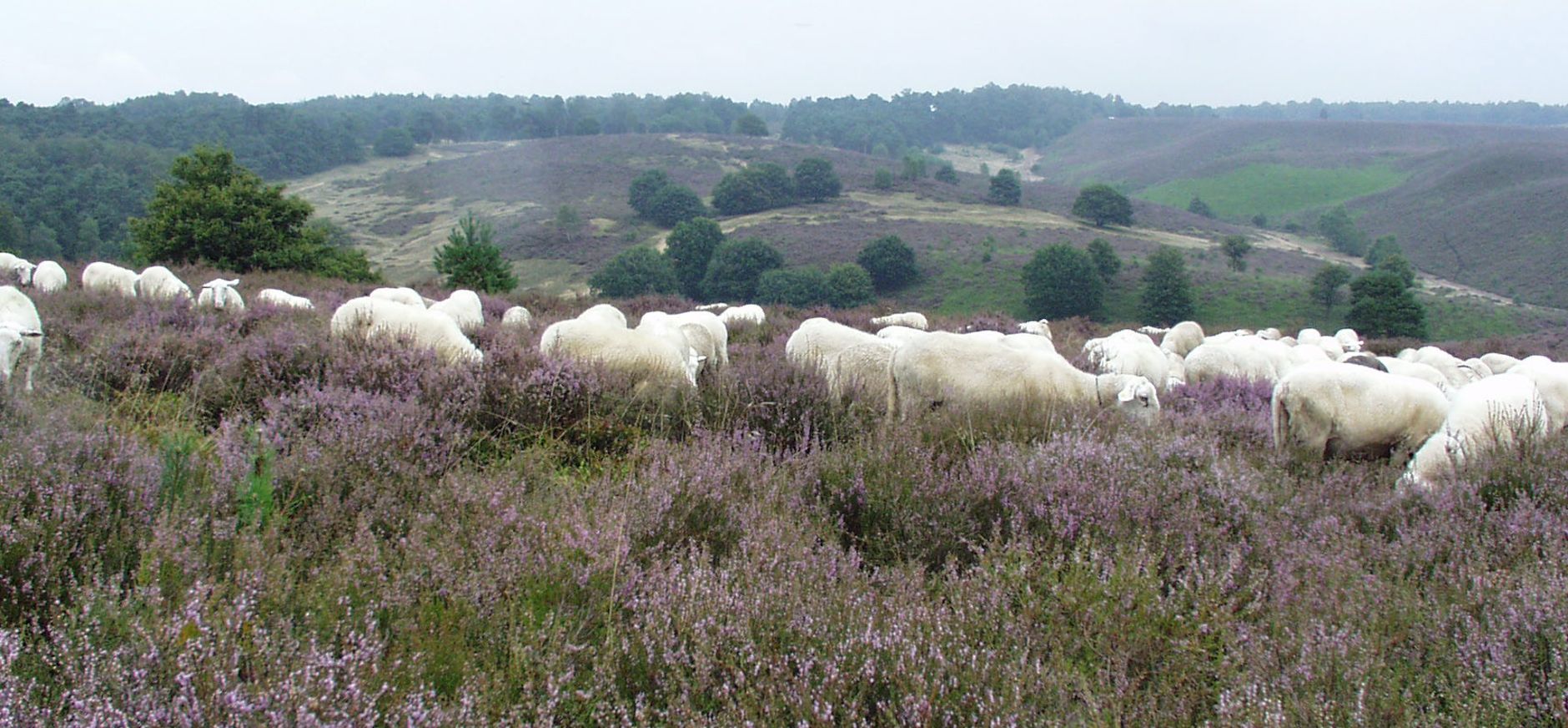 Schapen Veluwezoom