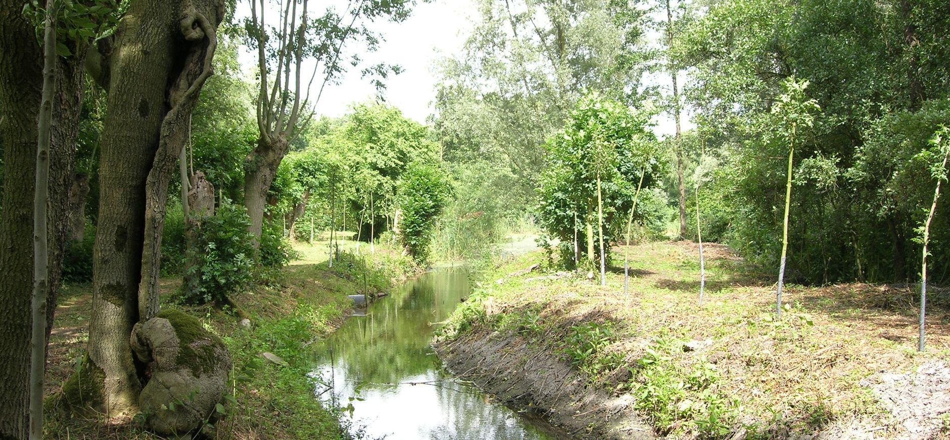 Eendenkooi van landgoed Haarzuilens