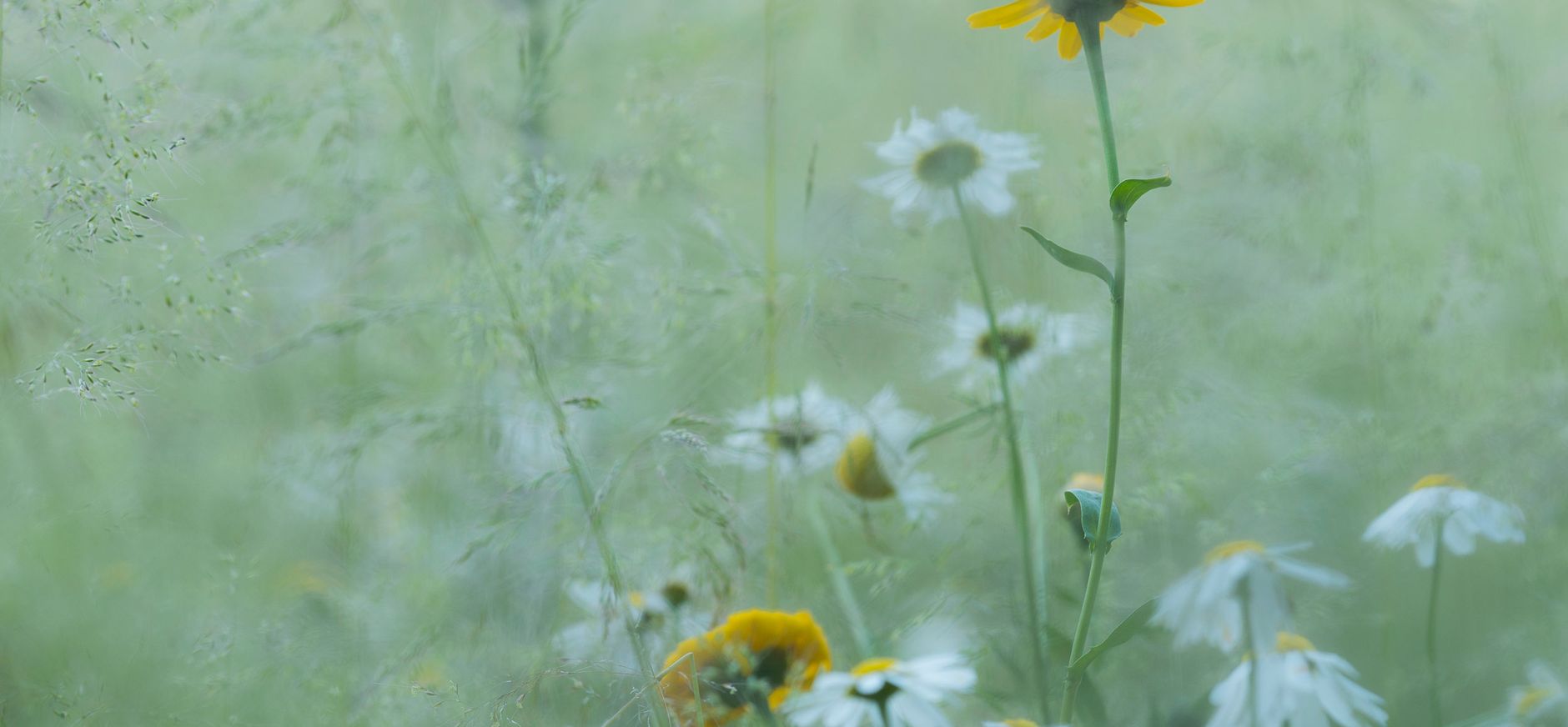 Natuurbegraven