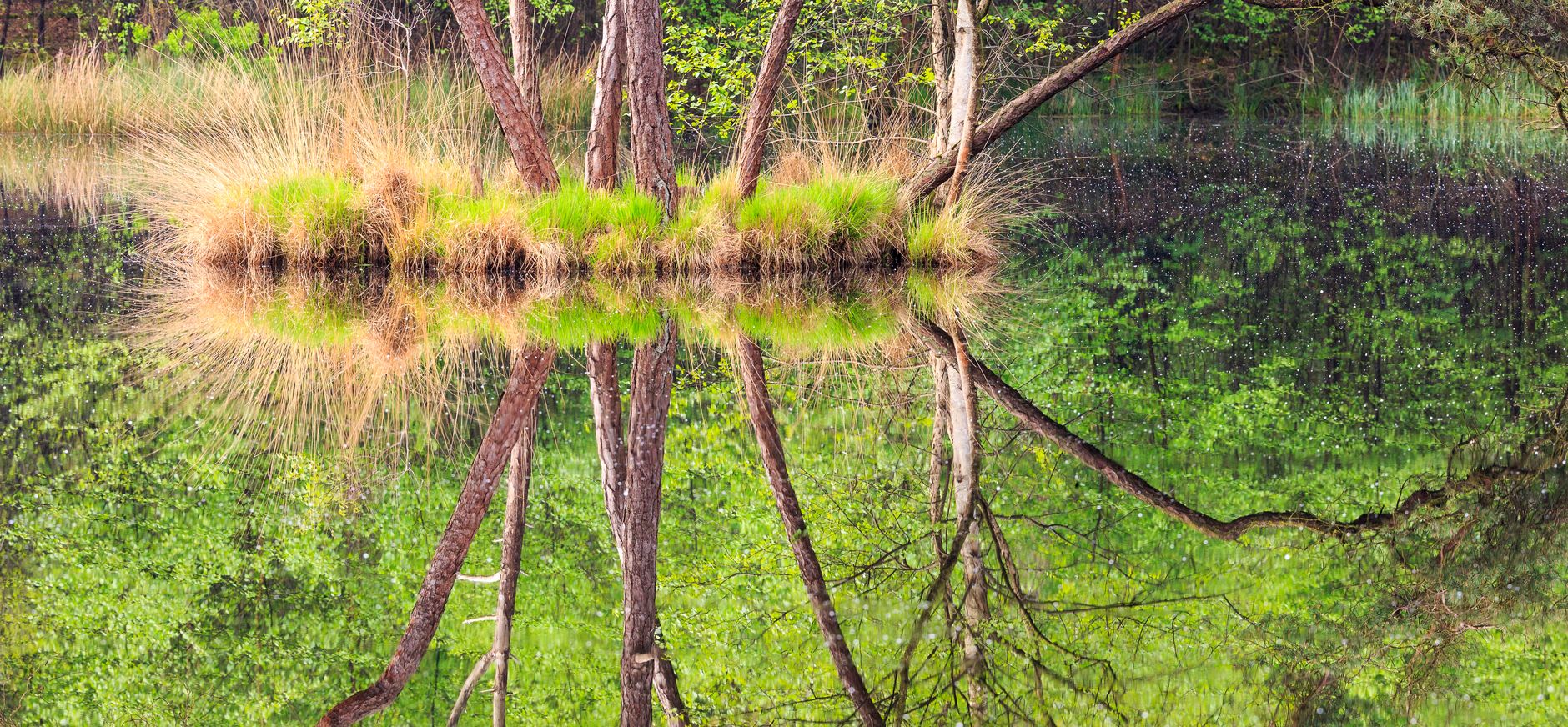 Oisterwijkse Bossen en Vennen water