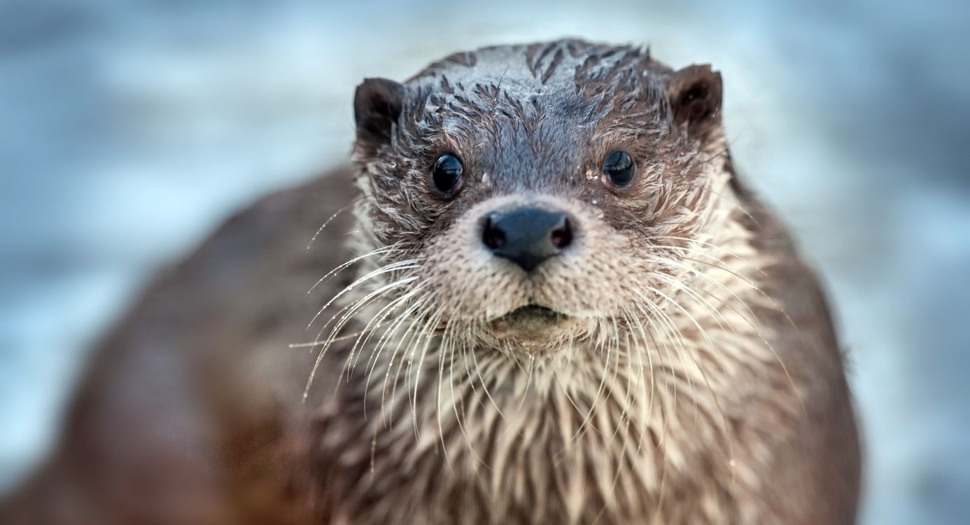Otter