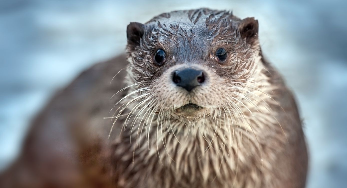 Otter
