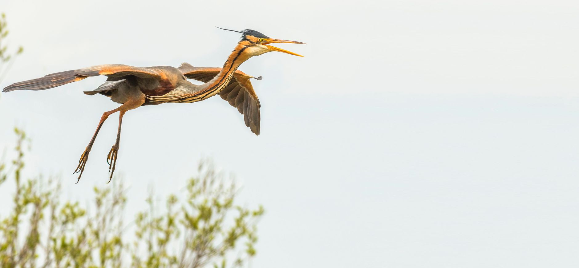 Purperreiger Naardermeer vliegend