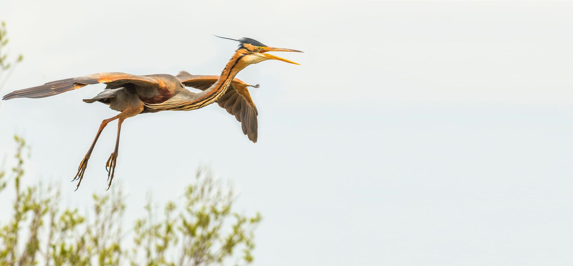 Purperreiger Naardermeer vliegend