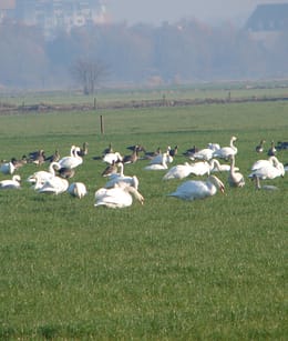 Rijskampen