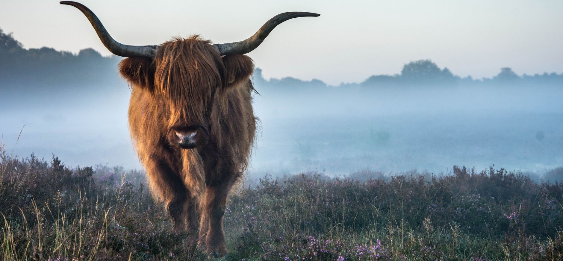 Hooglander