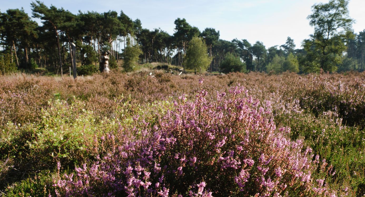 Stippelberg