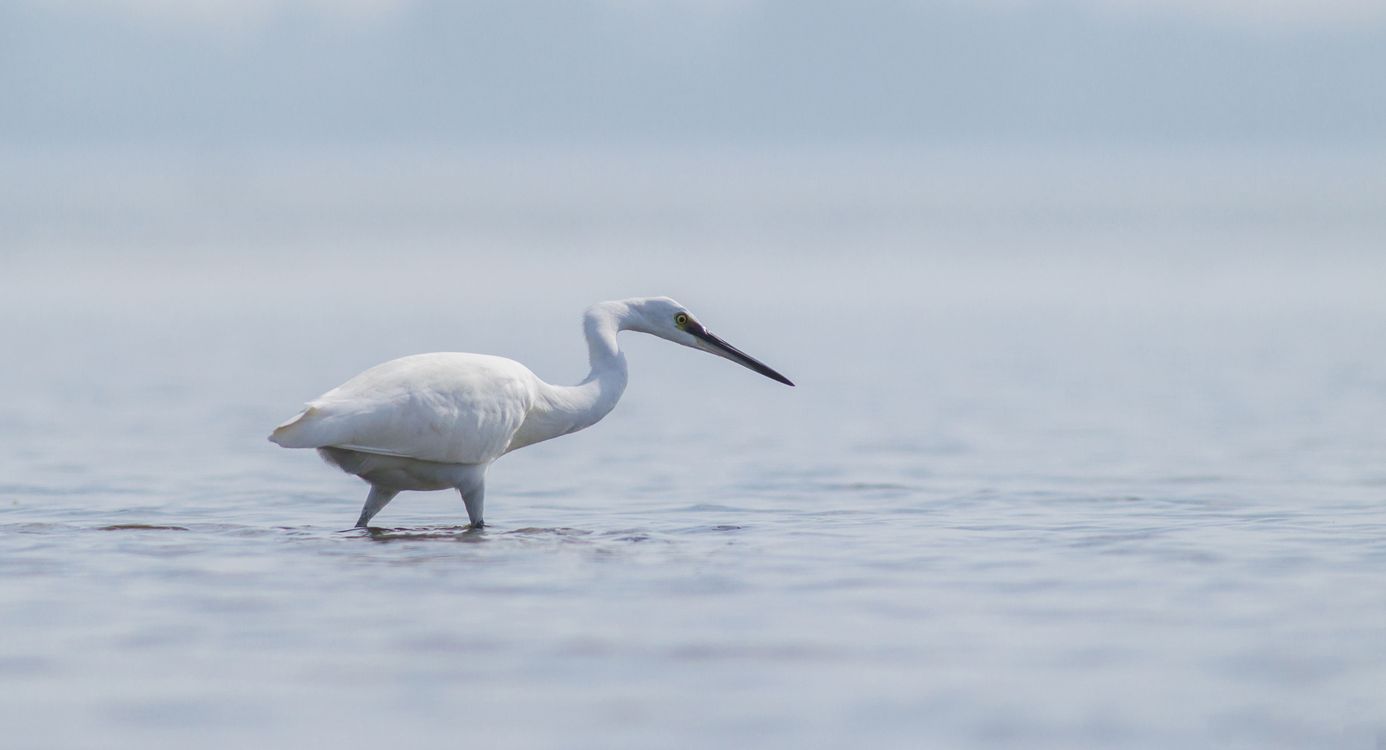 Voornes Duin zilverreiger