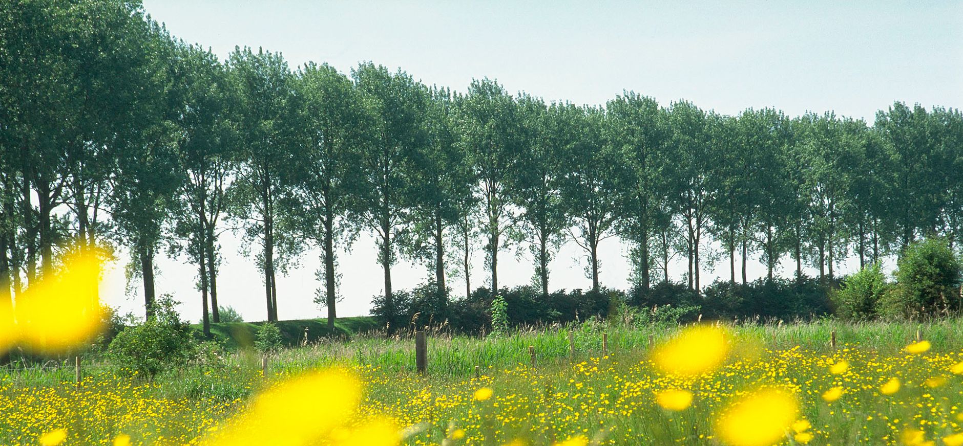 Bloemdijken in de Zak van Zuid-Beveland.