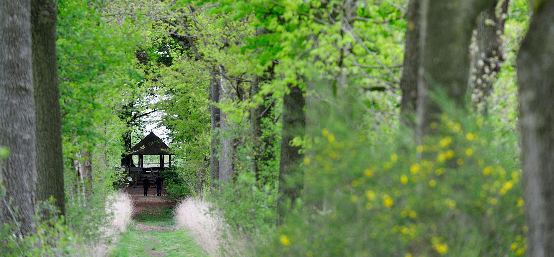 Oude Buisse Heide
