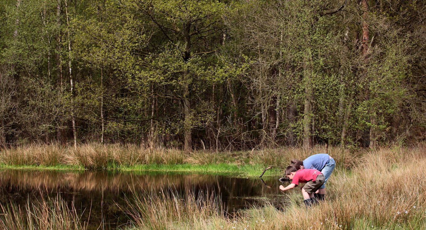 Oude Buisseheide slootjes en vennen