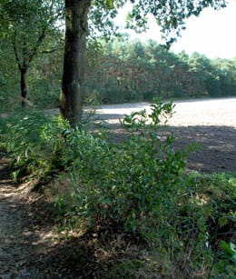Abdijbossen
