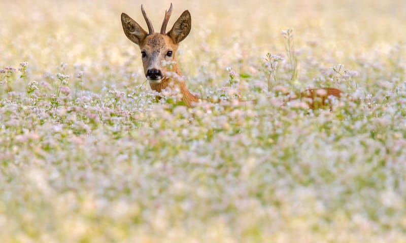 Ree