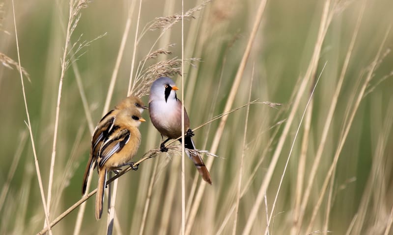 Baardmannetjes in riet