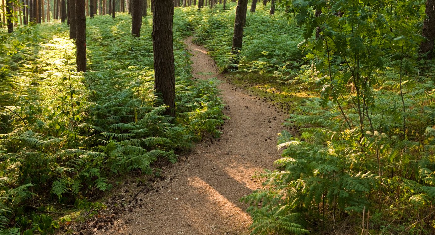 Paardrijden in het Bergherbos