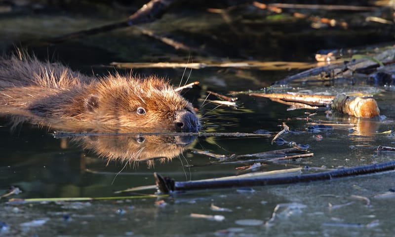 Bever
