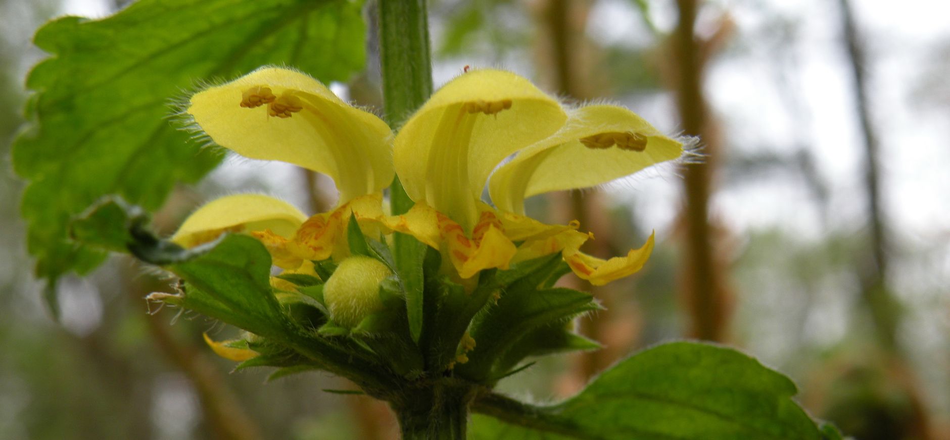 Gele dovenetel in Bevermeer