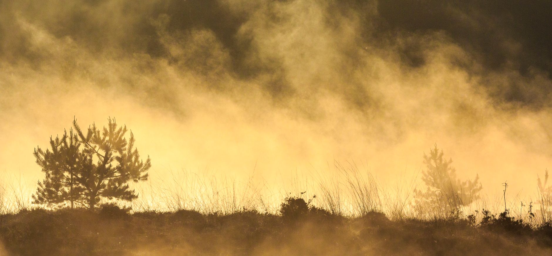 Boom in optrekkende mist op Kampina