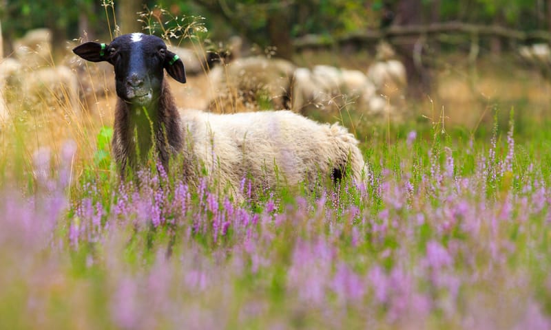 Brunsummerheide schaap