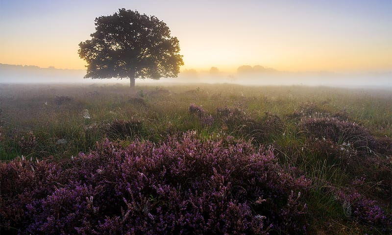 Buurserzand boom