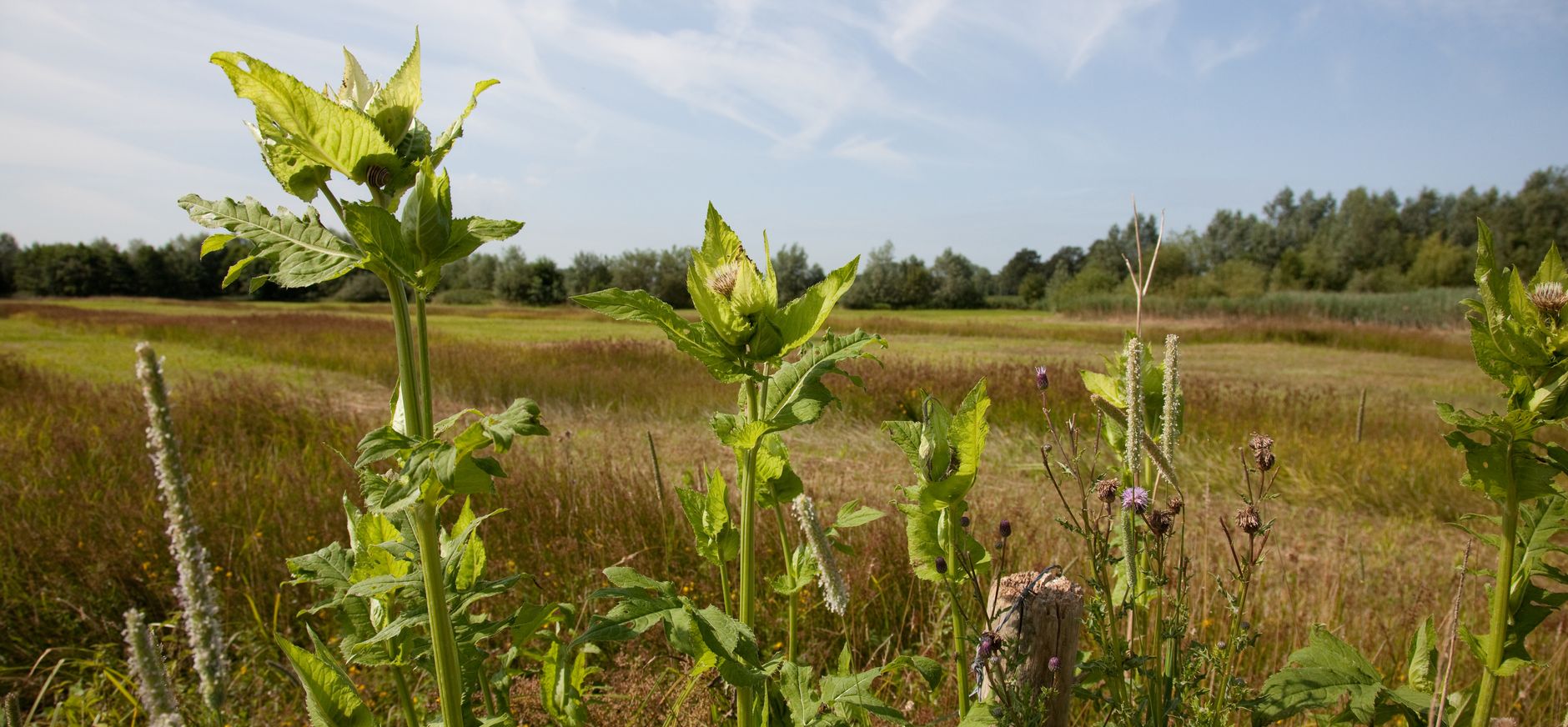 Chaamse Beek, onderdeel van Hollandse Bossen