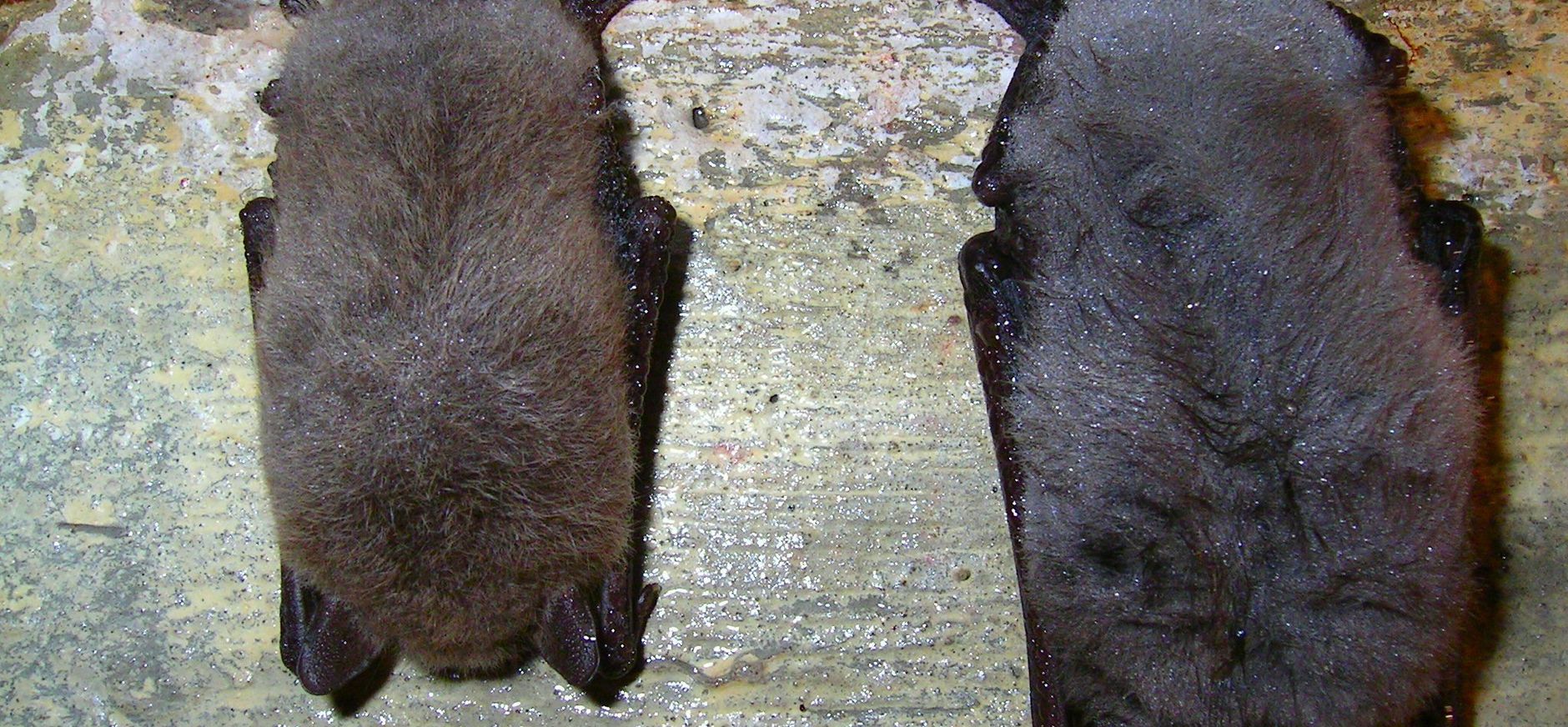 Meervleermuizen