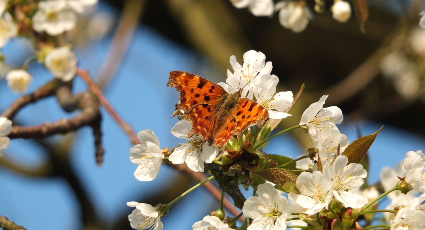 Dagvlinder paterswolde
