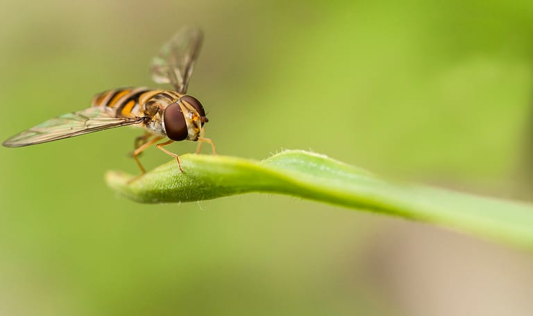 Zweefvlieg Natuurmonumenten